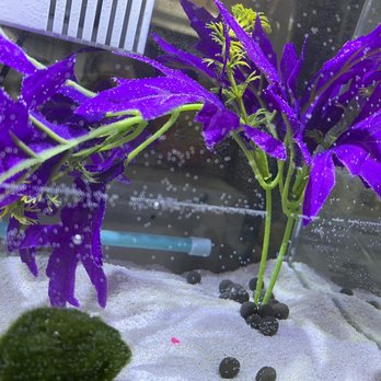 Petco - Beautiful purple silk plant $4.99. Moss balls 8.99 for 3-4 balls. - Pet Stores Near Me - Alameda, California Petco - Beautiful purple silk plant $4.99. Moss balls 8.99 for 3-4 balls. - Pet Stores Near Me - Alameda, California
