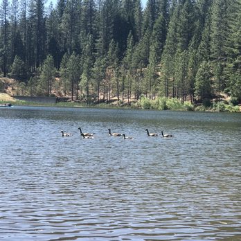 White Pines Park & Lake - Lakes Near Me - Arnold, California