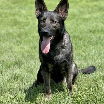 Hicaliber K9 Training - Pet Training Near Me Hicaliber K9 Training - Pet Training Near Me