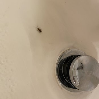 Gateway Apartment Homes - Found first cockroach in the tub. - Apartments Near Me - Orange, California Gateway Apartment Homes - Found first cockroach in the tub. - Apartments Near Me - Orange, California