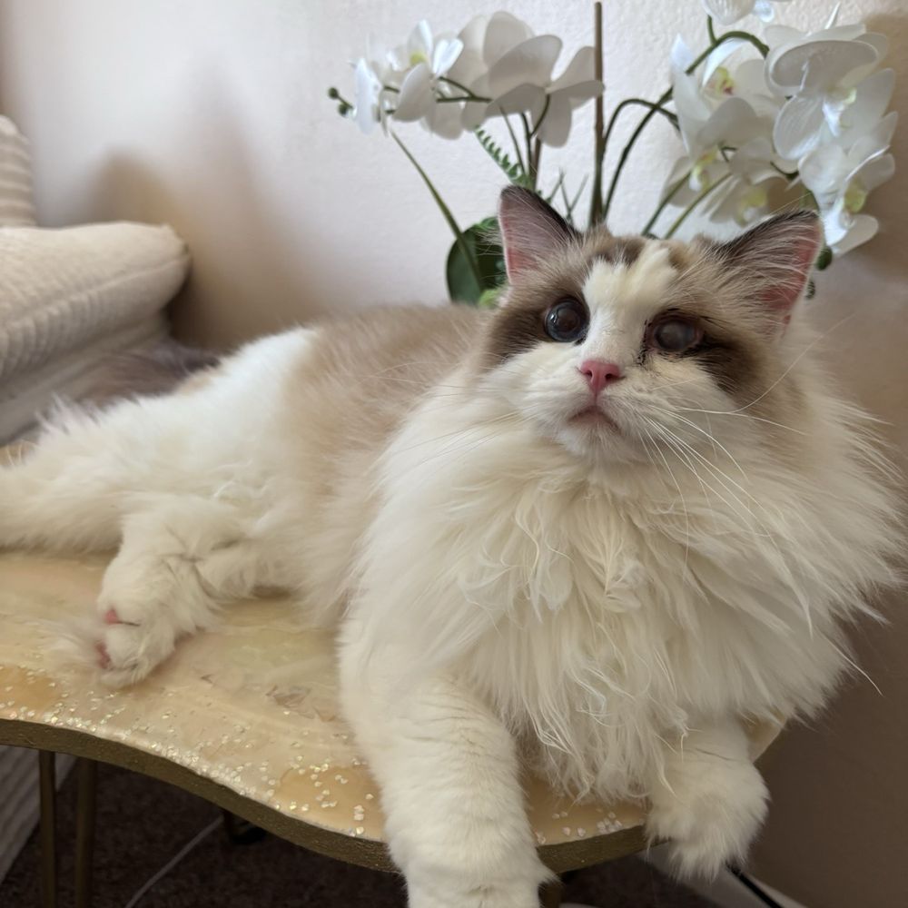 Helping Persian Cats - Animal Shelters Near Me - Santa Monica, California Helping Persian Cats - Animal Shelters Near Me - Santa Monica, California