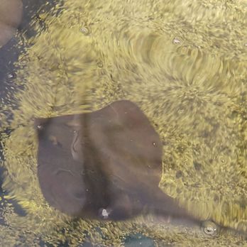 St Augustine Aquarium - Sting Ray - Aquariums Near Me - St. Augustine, Florida