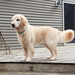 Pawzazz Mobile Grooming - Duke is looking handsome!