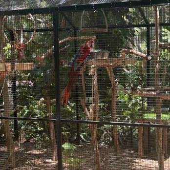 Sunken Gardens - Macaws - Nurseries & Gardening Near Me - Saint Petersburg, Florida Sunken Gardens - Macaws - Nurseries & Gardening Near Me - Saint Petersburg, Florida