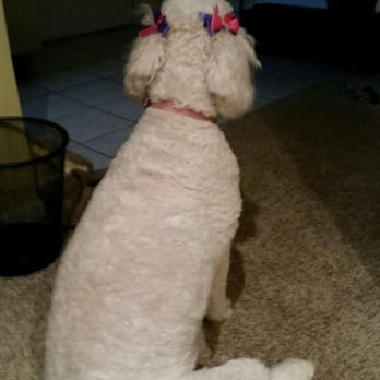 Pets-R-US - Our golden doodle after picture. She's camera shy. - Pet Stores Near Me - Omaha, Nebraska Pets-R-US - Our golden doodle after picture. She's camera shy. - Pet Stores Near Me - Omaha, Nebraska