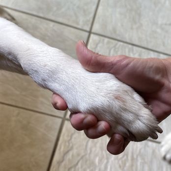 Doggy Daze - Gilbert - Blood on my second dog...from what? - Pet Groomers Near Me - Gilbert, Arizona