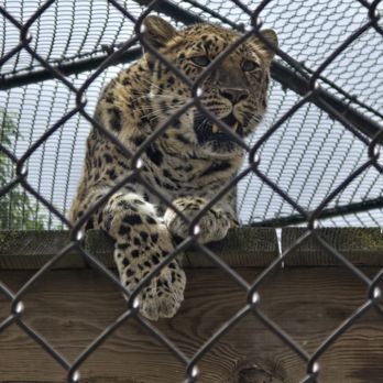Monterey Zoo - Zoos Near Me - Salinas, California Monterey Zoo - Zoos Near Me - Salinas, California