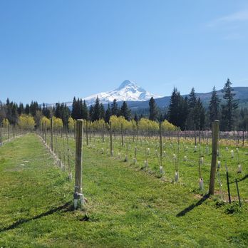 Mt View Orchards - Fruits & Veggies Near Me - Mt. Hood, Oregon Mt View Orchards - Fruits & Veggies Near Me - Mt. Hood, Oregon