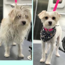 What a Wonderful Woof - Salon And Mobile Dog Grooming: Expert Care & Convenience