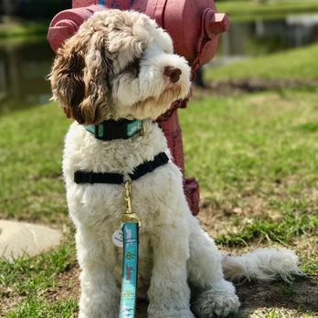 Who Walks Your Dog - Henry - photograph by Robin! - Dog Walkers Near Me - Mount Pleasant, South Carolina Who Walks Your Dog - Henry - photograph by Robin! - Dog Walkers Near Me - Mount Pleasant, South Carolina
