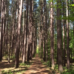 Beautiful towering pines. Beautiful towering pines.