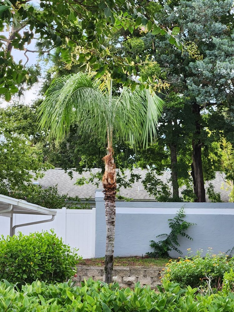 Star Bluegill's Tree Services - tree service in Tampa, FL