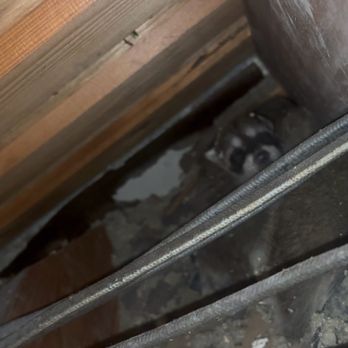 Aesthetic Wildlife Control - Wildlife Control Near Me - Long Beach, California Aesthetic Wildlife Control - Wildlife Control Near Me - Long Beach, California