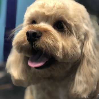 Sincere Groomer - Pet Groomers Near Me - Woburn, Massachusetts Sincere Groomer - Pet Groomers Near Me - Woburn, Massachusetts