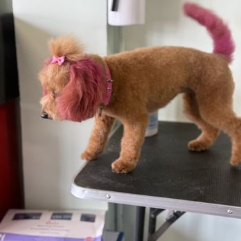 OnePupTwoPup Dog Grooming - Color didn't take all the way shud have been applied more and she cut my dog tail hair off - Pet Groomers Near Me OnePupTwoPup Dog Grooming - Color didn't take all the way shud have been applied more and she cut my dog tail hair off - Pet Groomers Near Me