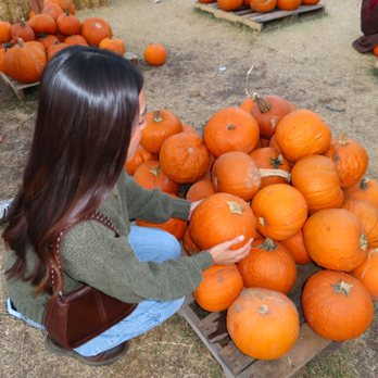 Goff Family Pumpkin Patch - Pumpkin Patches Near Me - San Diego, California Goff Family Pumpkin Patch - Pumpkin Patches Near Me - San Diego, California