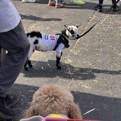 Kahoots Feed and Pet Store - Photos taken during October's Halloween costume contest