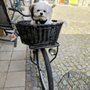 Photo of Pronk's Dogshop