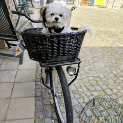 Pronk's Dogshop - Baby in her basket