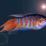 Photo of Ed’s Aquatics