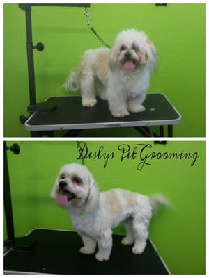DESLY'S PET GROOMING by null