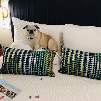 Olea Hotel - Madison enjoying the bed - Hotels Near Me - Glen Ellen, California