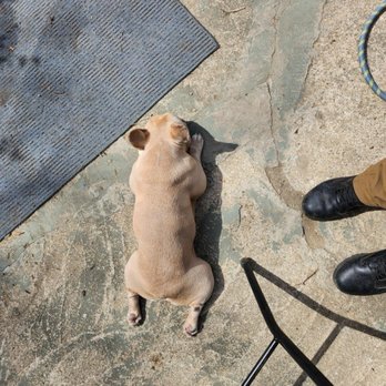 Wag Mates Academy - Pet Training Near Me Wag Mates Academy - Pet Training Near Me