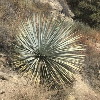 Mt Wilson Toll Road Trail - Yucca! - Hiking Near Me - Altadena, California Mt Wilson Toll Road Trail - Yucca! - Hiking Near Me - Altadena, California