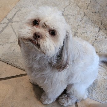 Pet Perfect Salon - Lil Bit - Pet Groomers Near Me - Carrollton, Texas Pet Perfect Salon - Lil Bit - Pet Groomers Near Me - Carrollton, Texas