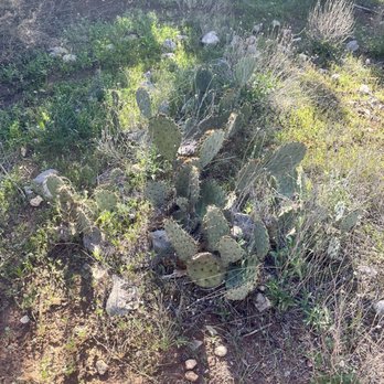 Emma Long Park Turkey Creek Trail - Cactus - Hiking Near Me - Austin, Texas