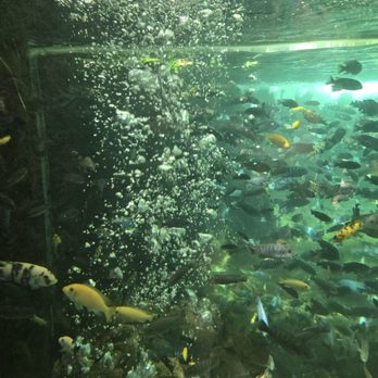 Gorilla Falls Exploration Trail - Amusement Parks Near Me - Lake Buena Vista, Florida