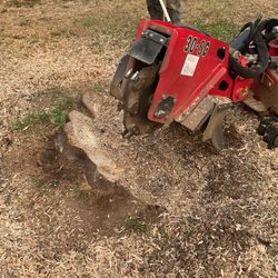 Legacy Logging & Land Management - Stump grinder and 30" stump