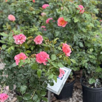ANTIQUE ROSE EMPORIUM NURSERY & DISPLAY GARDENS - Updated June 2026 ...