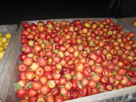 Jenkins Orchards by null