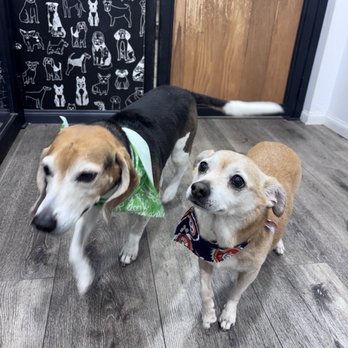 Hollywood Pet Center - So happy at Hollywood Grooming! - Pet Stores Near Me - Burbank, California Hollywood Pet Center - So happy at Hollywood Grooming! - Pet Stores Near Me - Burbank, California