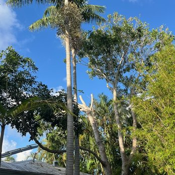 Tree Jaws - Tree Services Near Me - Fort Lauderdale, Florida