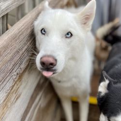 Camp Bow Wow - Tongue out Tuesday