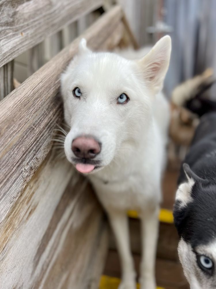 Camp Bow Wow - pet boarding facility in Albany, NY