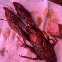 Mud Bugs - Big 'ole crawfish!