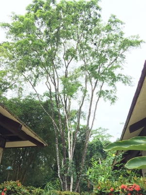 Chan-Kah Resort Village by null
