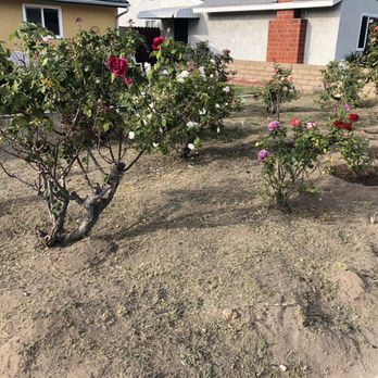 D&R Tree Services - Landscape - Tree Services Near Me