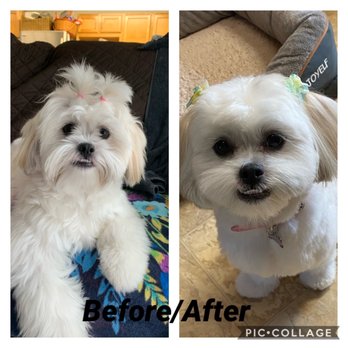 Wan Wan Paradise - Here is a before and after photo of my Shihtzu. They did a wonderful job at Wan Wan. Adorable!! - Pet Groomers Near Me - Honolulu, Hawaii
