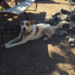 Spider Rock Campground - Ashkii, Howard's dog. Also very sweet and more personable.