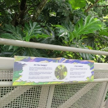 El Yunque Rainforest - Hiking Near Me - Luquillo, Puerto Rico