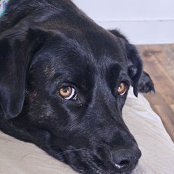 Madi’s Mutts - Maggie-Moo
