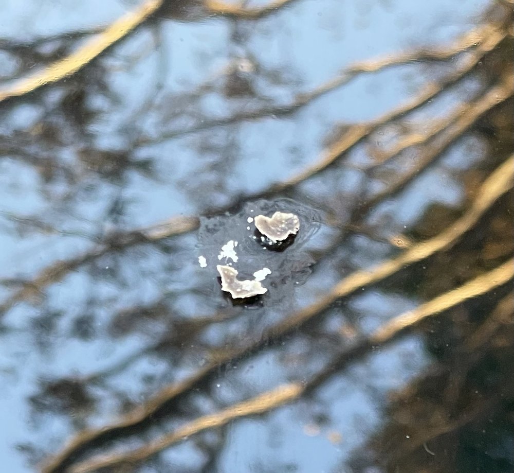 FAST5XPRESS CAR WASH 556 Photos & 1971 Reviews 2400 E Colorado Blvd