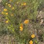 Photo of Magic Mountain Trail