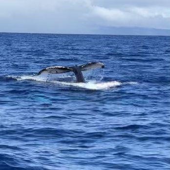 Sea Maui - Whale tail - Boat Charters Near Me - Lahaina, Hawaii Sea Maui - Whale tail - Boat Charters Near Me - Lahaina, Hawaii