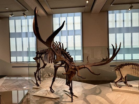 Yale Peabody Museum by null