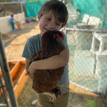 Small Marvels - Chicken love on the farm. - Preschools Near Me - Tucson, Arizona Small Marvels - Chicken love on the farm. - Preschools Near Me - Tucson, Arizona